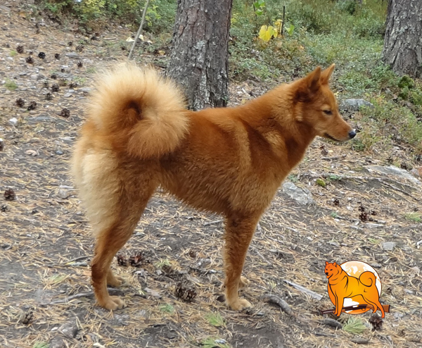 карело-финская лайка чемпионат