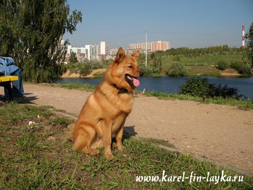 Карело-финская лайка_Атос