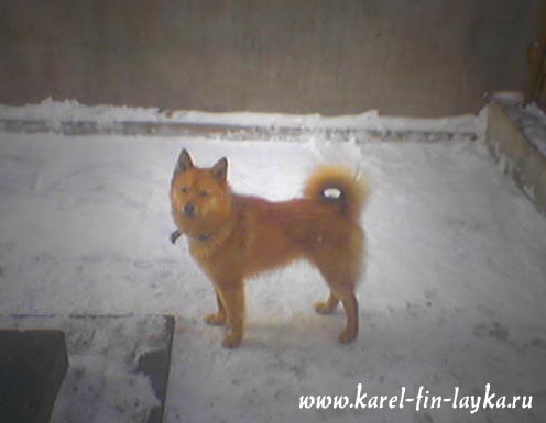 Карело-финская лайка_Чукки