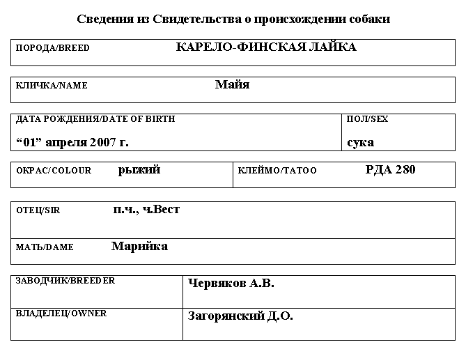 Карело-финская лайка_Майя