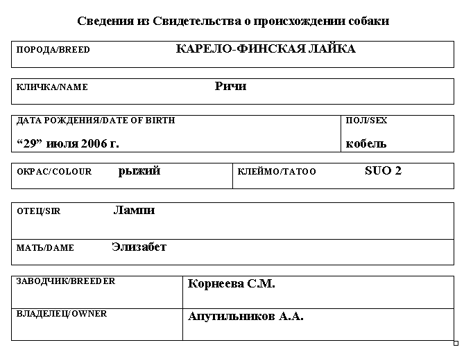 Карело-финская лайка_Ричи
