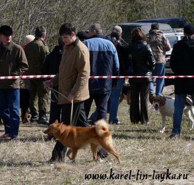 Карело-финская лайка_Вист