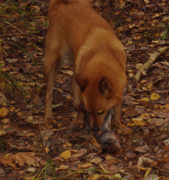 Лиза1.JPG