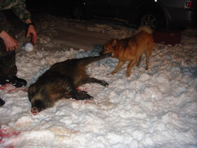за ногу.JPG
