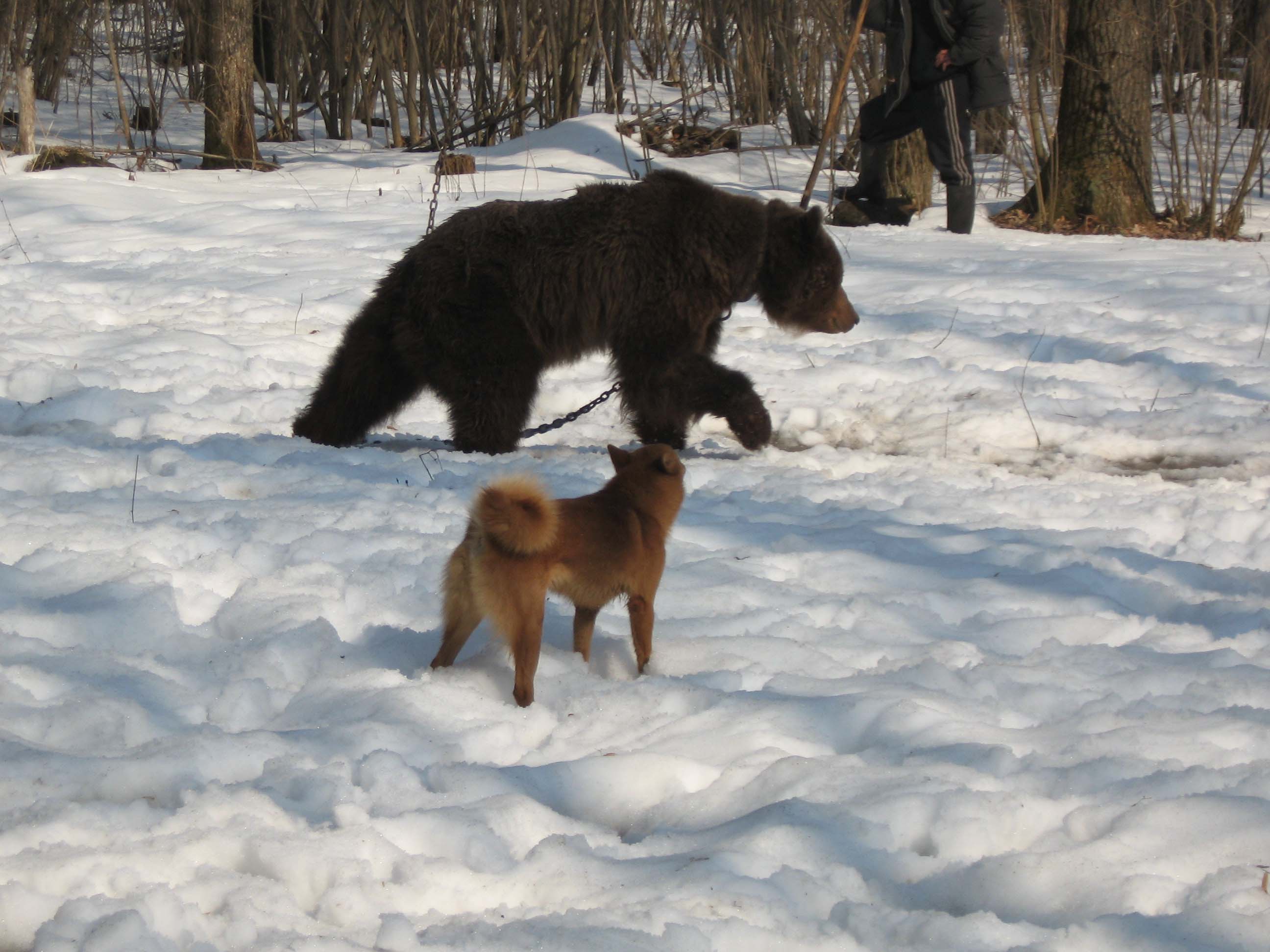 Пулька испытания.jpg