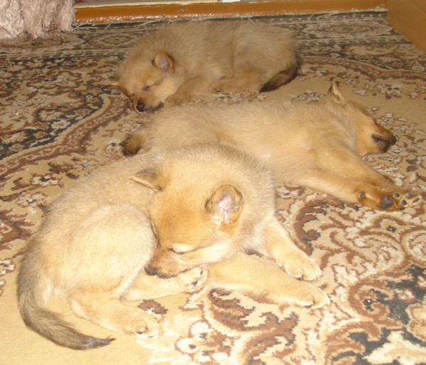 DSC02781.JPG