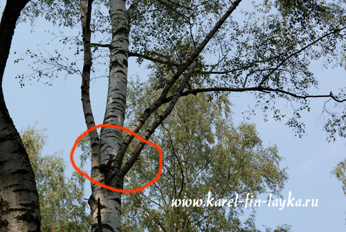 kuskovo3.jpg