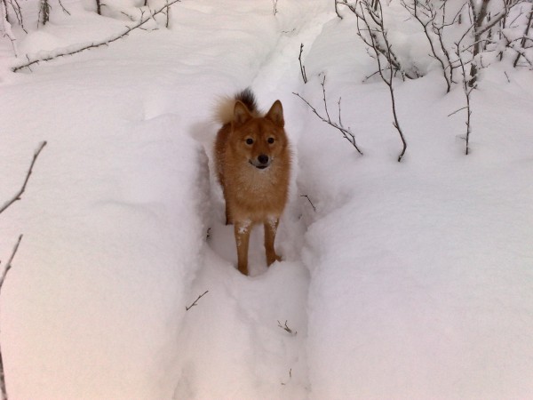 08.01.12 - Вайда - Первый  поиск лося (2).jpg