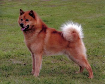 kovu2.jpg