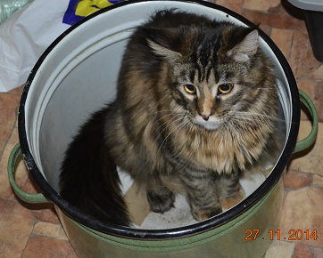 кошка в танке.jpg