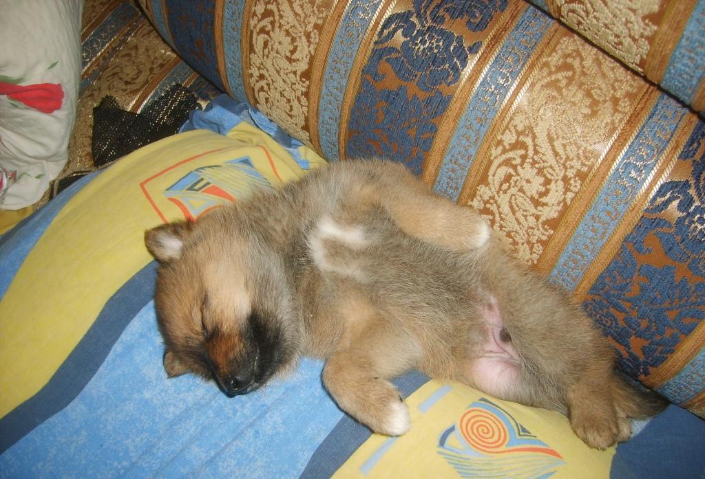 2 Новый дом.JPG