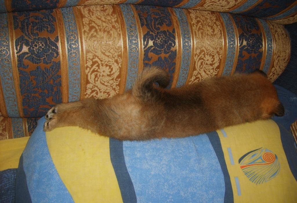 1 Новый дом.JPG