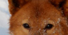 eyes2.jpg