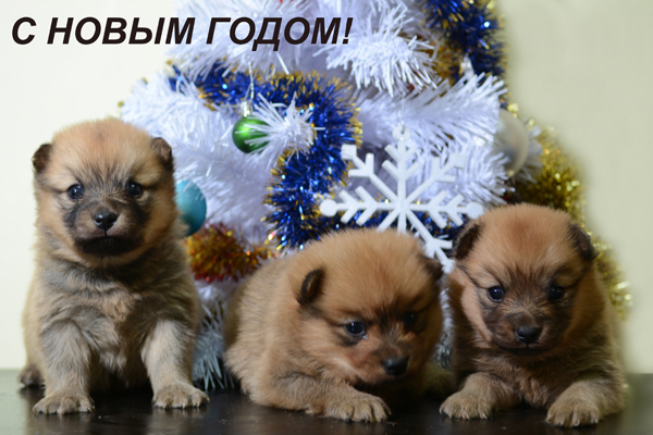 new_year_s.jpg
