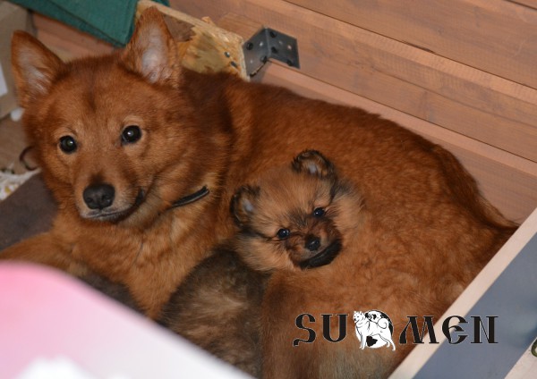 pup1.jpg