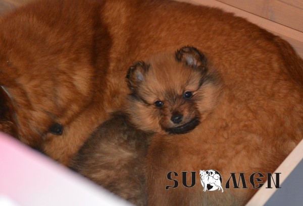 pup2.jpg