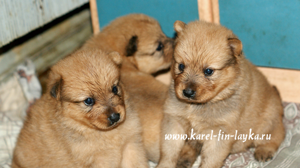 puppy_naara2.jpg