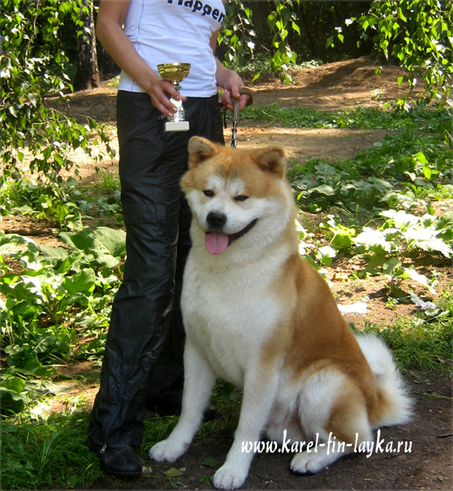 akita2.jpg