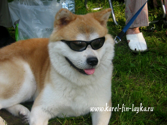 akita1.jpg